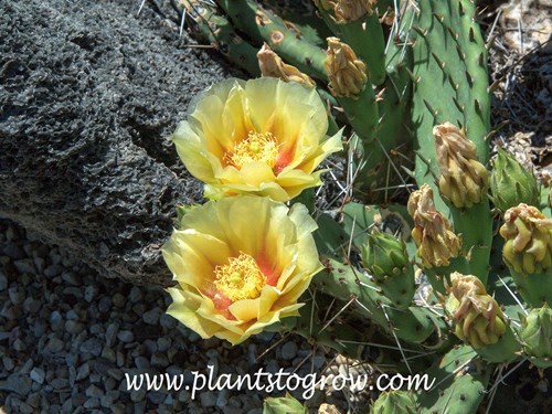 Plains Prickly Pear (Opuntia polyacantha)  
(mid-June)